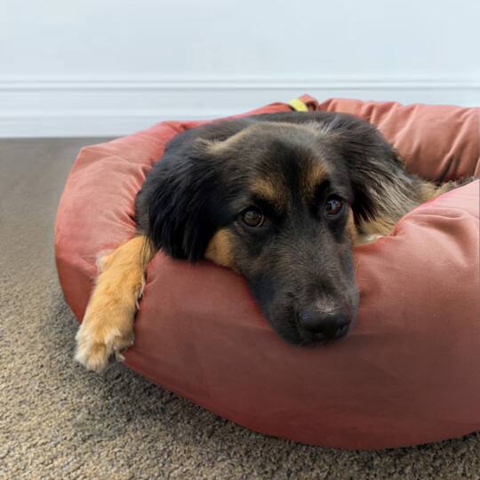 Royal Pet Bed Large Washable Luxury Velvet Dog Bed